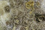 Polished Fossil Coral (Actinocyathus) - Morocco #110561-1